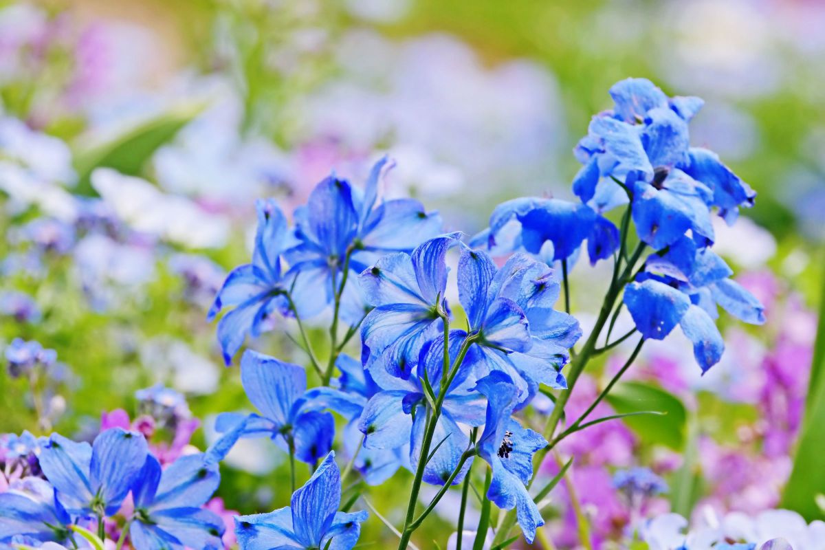 Translucent blue. | GANREF