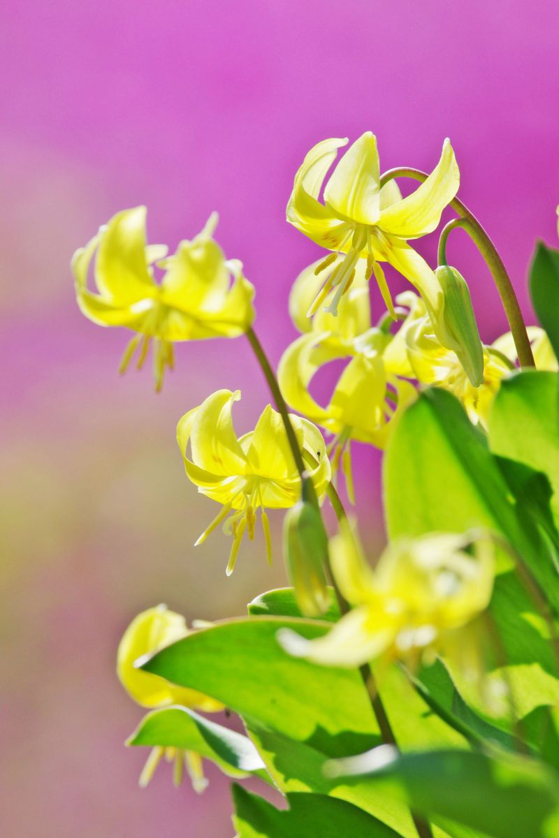 嫉妬する花 植物 花 花びら Ganref