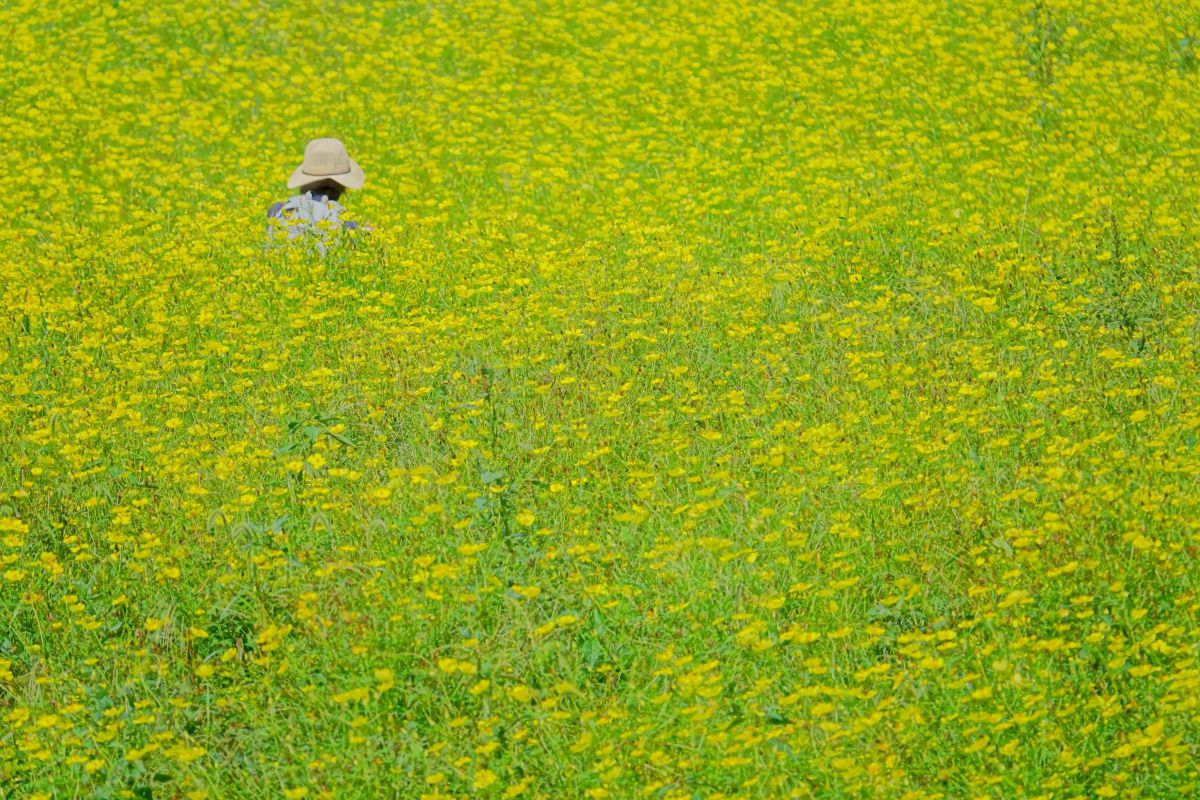 Yellow carpet. GANREF