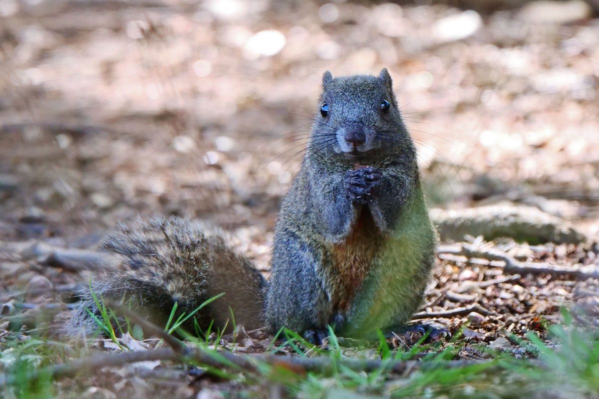 ハマリス 動物 その他の陸の生物 Ganref
