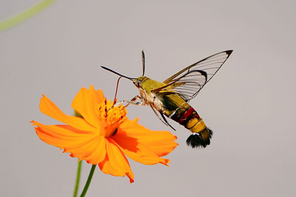 昆虫図鑑 オオスカシバ 動物 虫 昆虫 Ganref