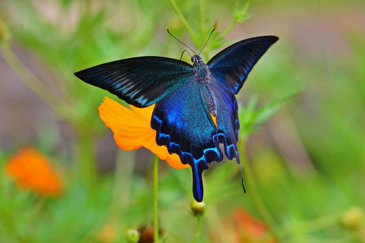 黒いアゲハの楽園 動物 虫 昆虫 Ganref