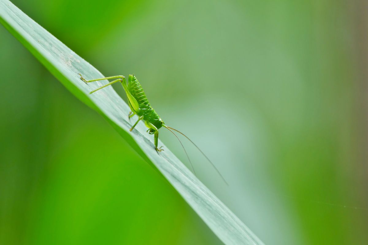 緑に同化 動物 虫 昆虫 Ganref