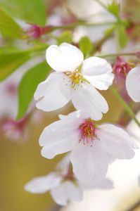 桜の花びら3 | RayShop