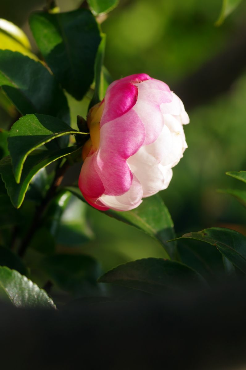 横顔 サザンカ 朝倉 植物 花 花びら Ganref