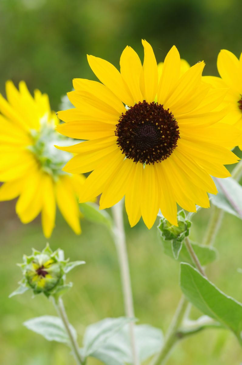 シロタエヒマワリ 植物 花 花びら Ganref