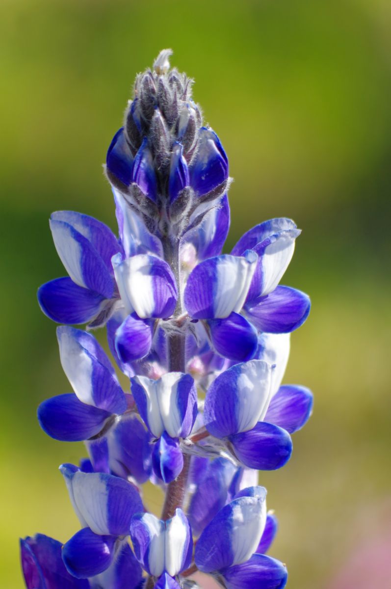 カサバルピナス 植物 花 花びら Ganref