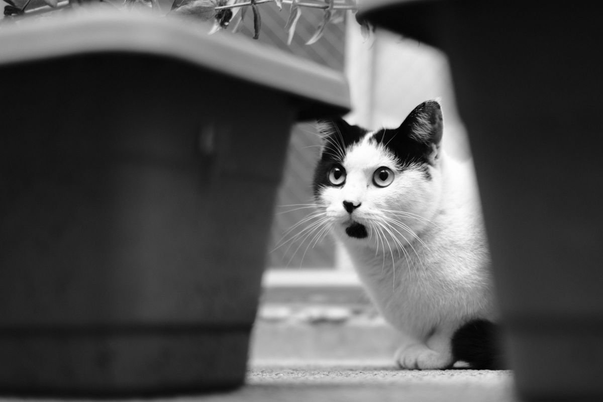 ぽかーん 動物 猫 Ganref