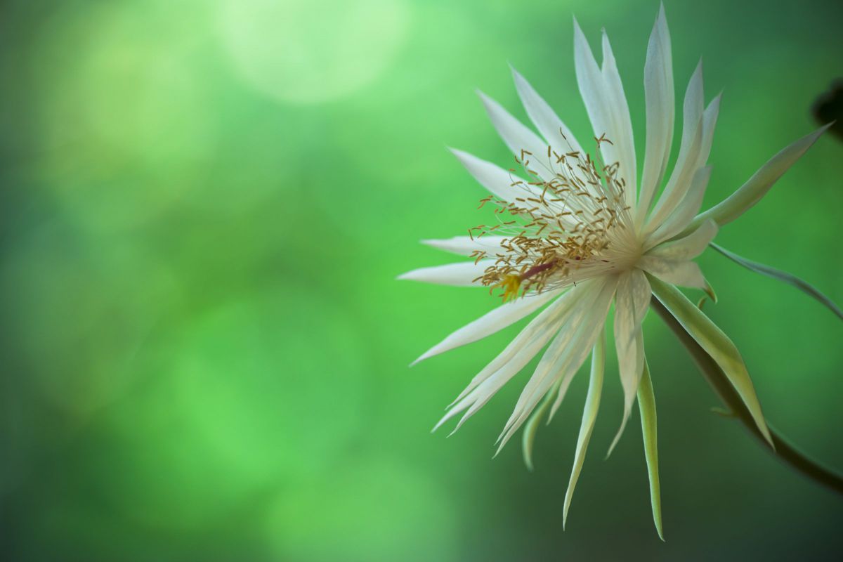 真昼に咲く月下美人 植物 花 花びら Ganref