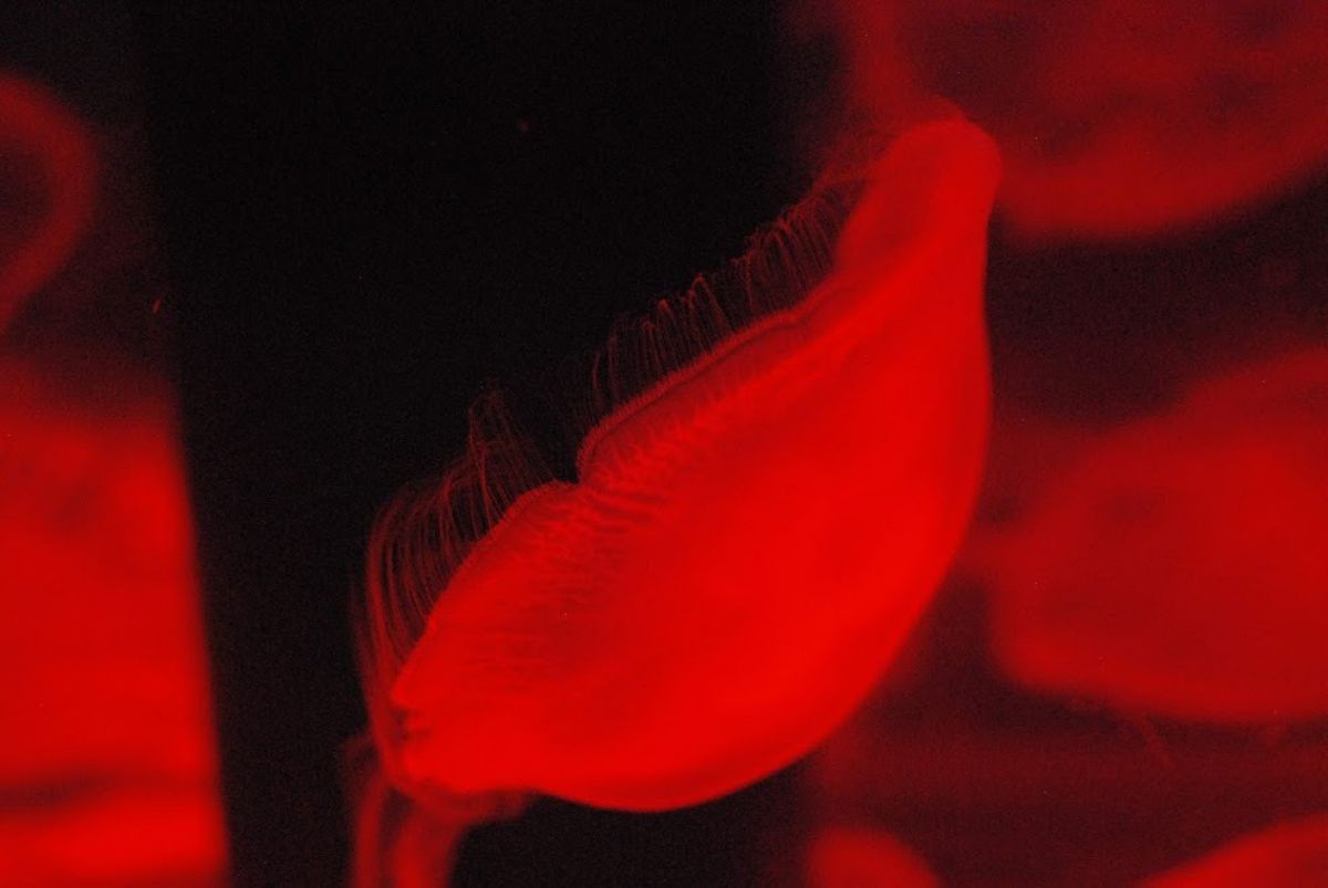 赤いクラゲは笑った 動物 その他の海の生物 Ganref 赤いクラゲは笑った 動物 その他の海の生物 Ganref