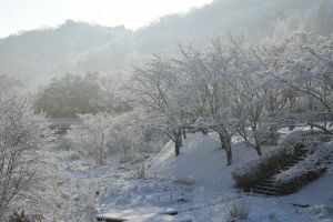 雪の降る朝の赤 43d0f8e8f37768655fe64186bbdeb9