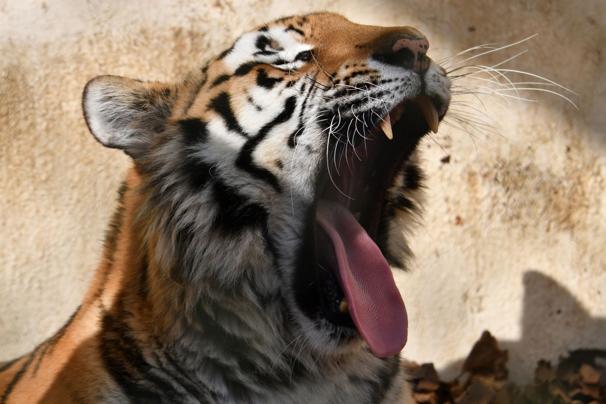 ねむいにゃー 動物 その他の陸の生物 Ganref