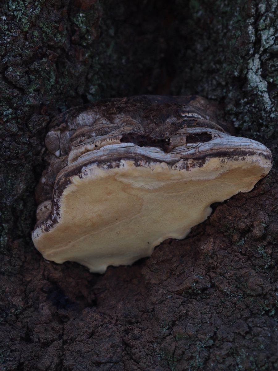サルノコシカケ サルノコシカケ科 - Wikipedia