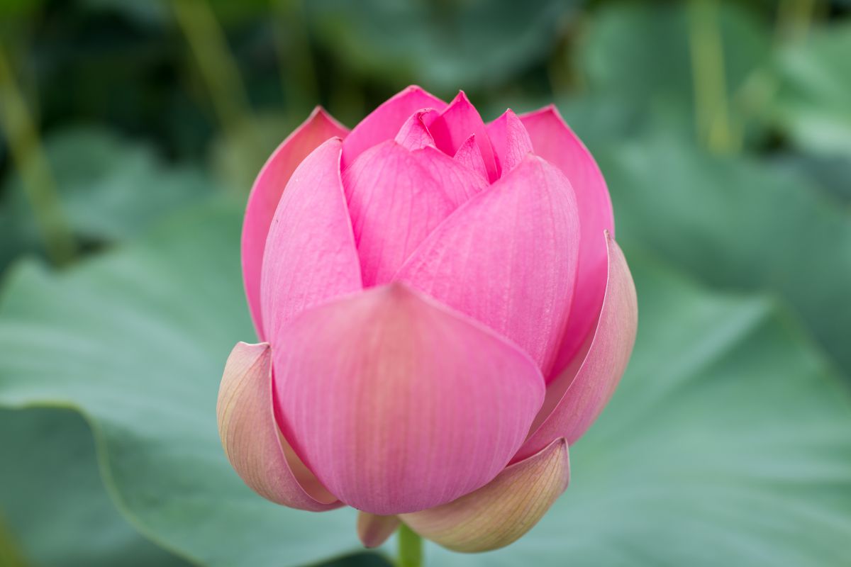 蓮花の一生（古代蓮の場合） | GANREF