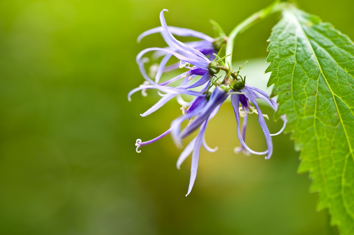 青紫色の夏の花 植物 花 花びら Ganref