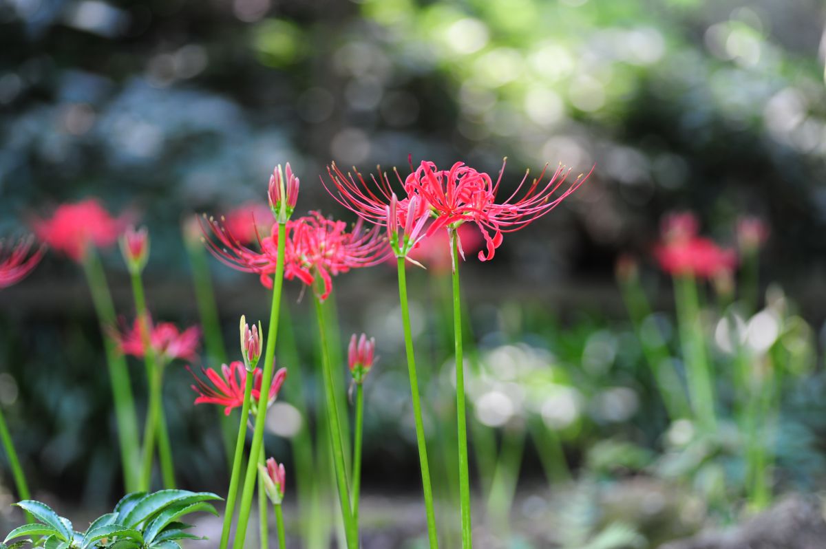 秋光 植物 花 花びら Ganref