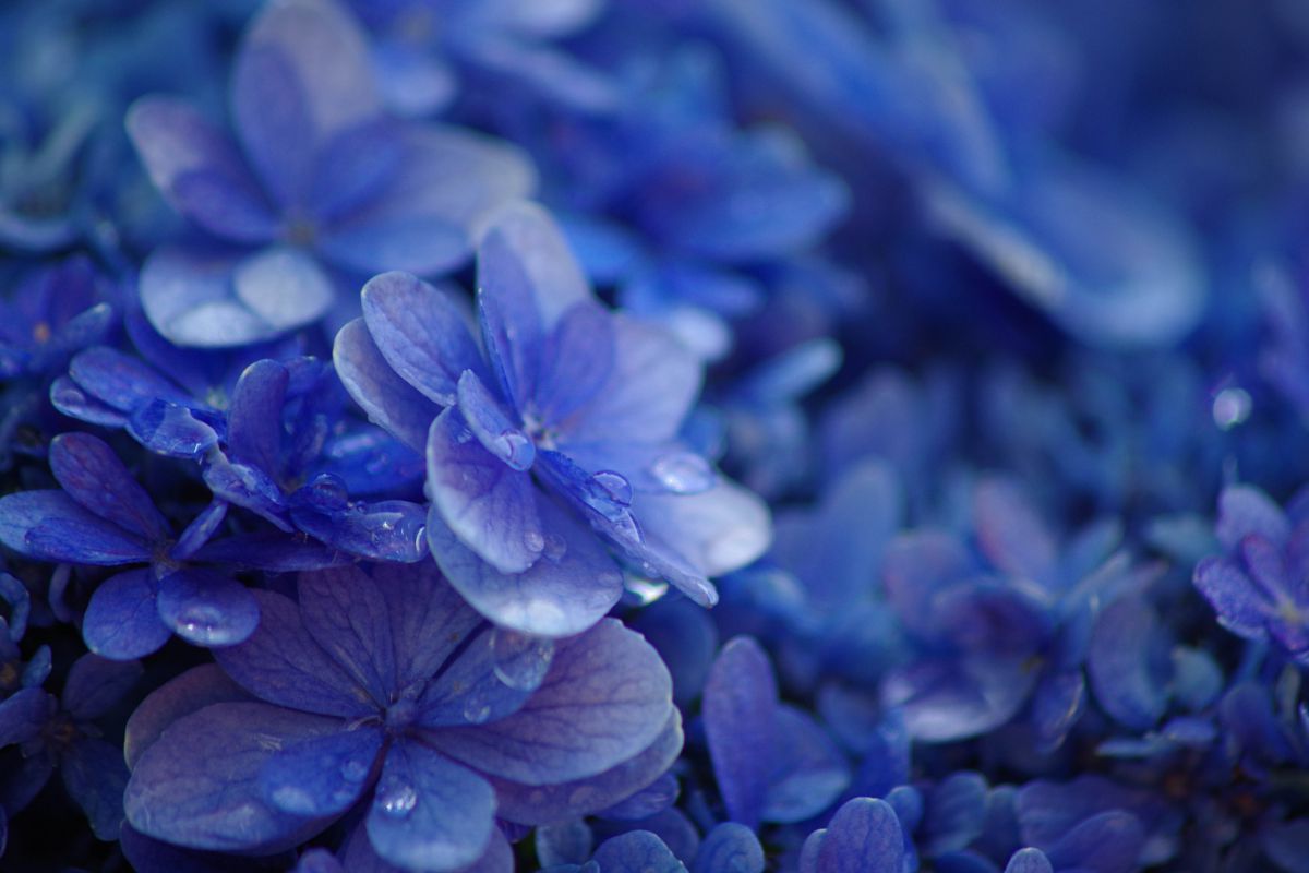 雨上がりの紫陽花 植物 花 花びら Ganref
