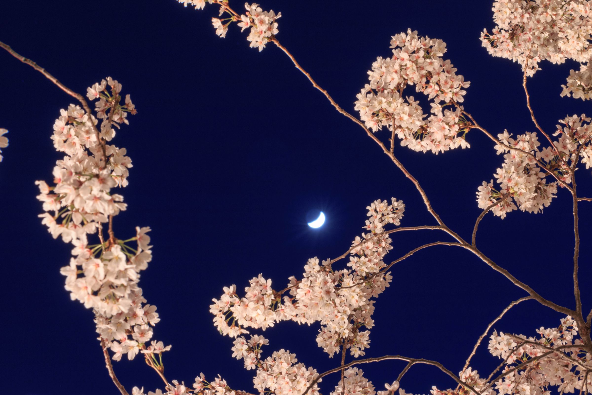 根岸家長屋門の夜桜と月 | GANREF