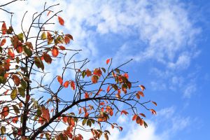 秋の桜の木 植物 樹木 Ganref 秋の桜の木 植物 樹木 Ganref