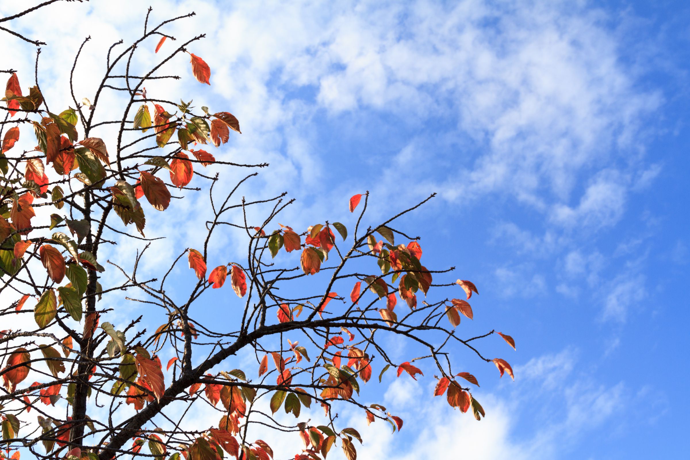 桜の木 陽光桜 約1.7m 濃いピンクの桜の木 早咲き品種 特大株 植木苗木