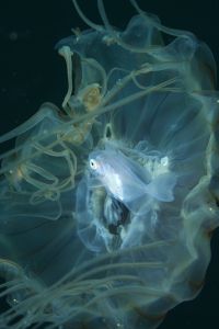 ミカミカ様　古代魚　深海魚　クラゲ　オーダー ミカミカ様 古代魚 深海魚 クラゲ オーダー ミカミカ様 古代魚