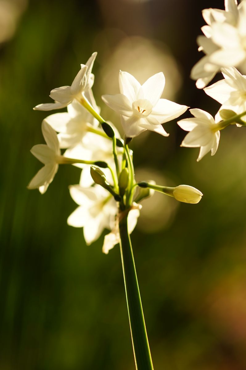 輝く白い花 植物 花 花びら Ganref