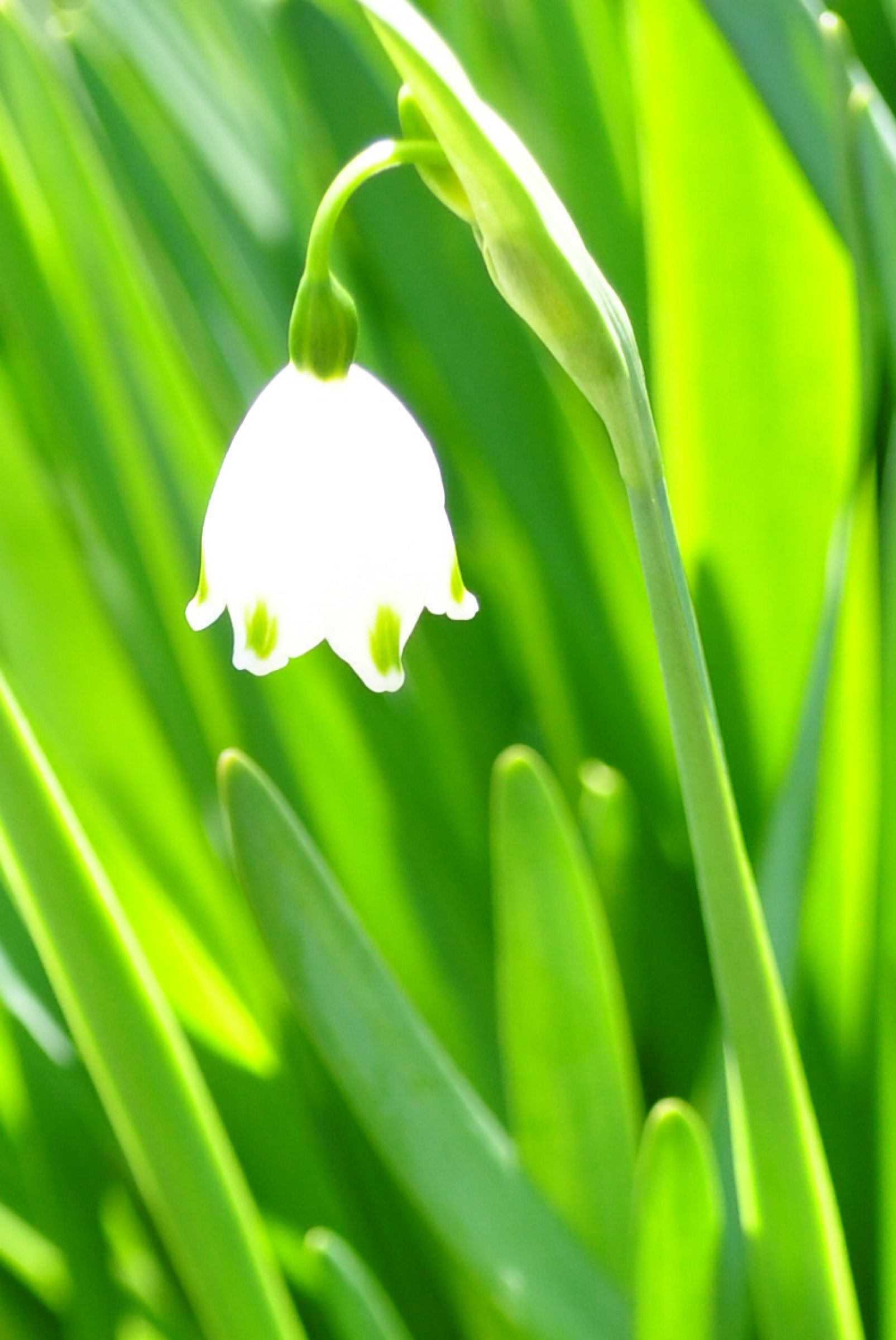 花言葉は希望 | GANREF