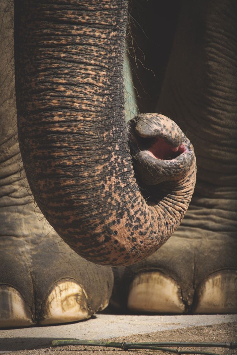 鼻で笑う 動物 その他の陸の生物 Ganref