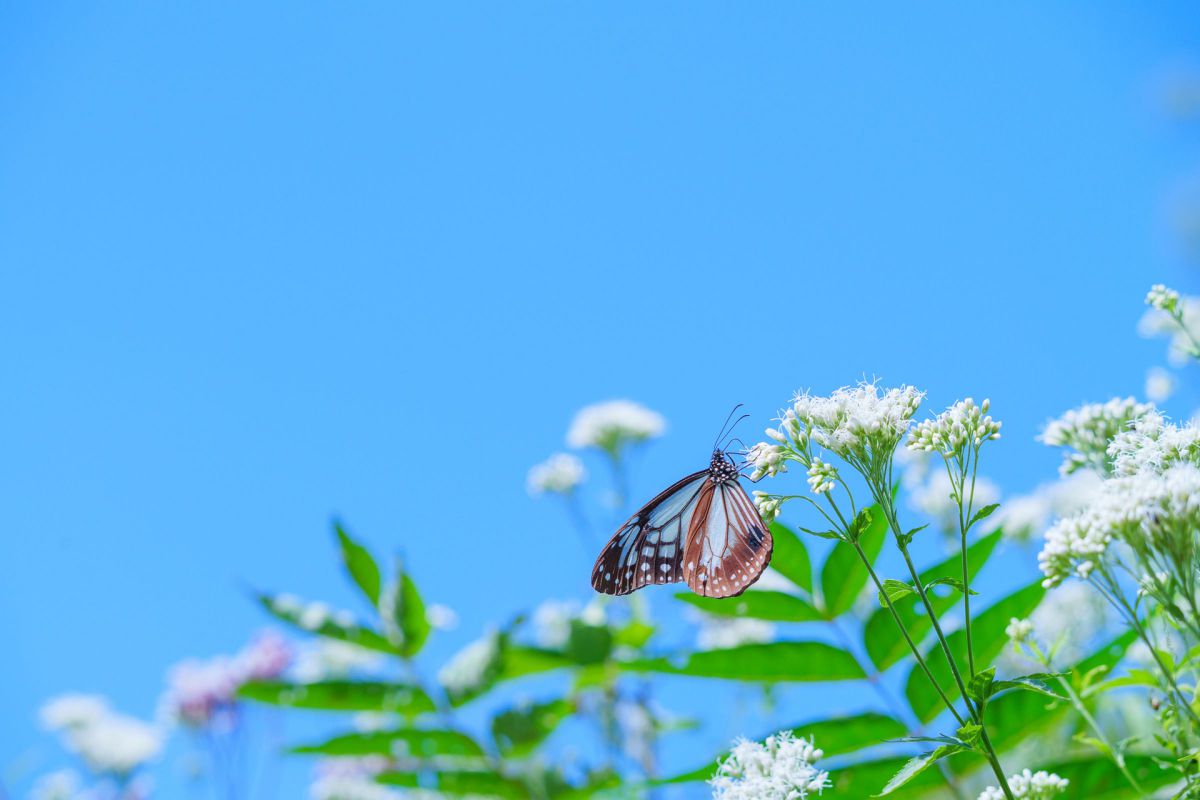 参考写真③ mt-03series_lp02.jpg