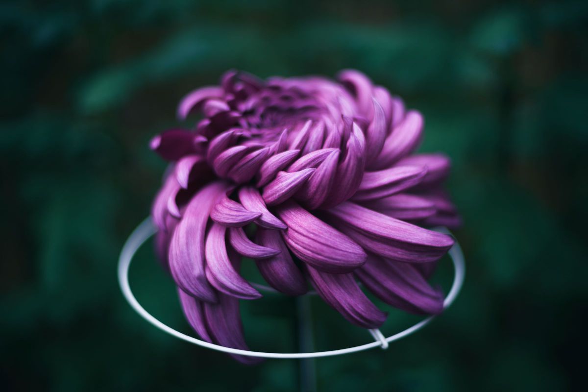 AI Nikkor 50mm f/1.4Sで撮影された写真 | 写真検索 | GANREF