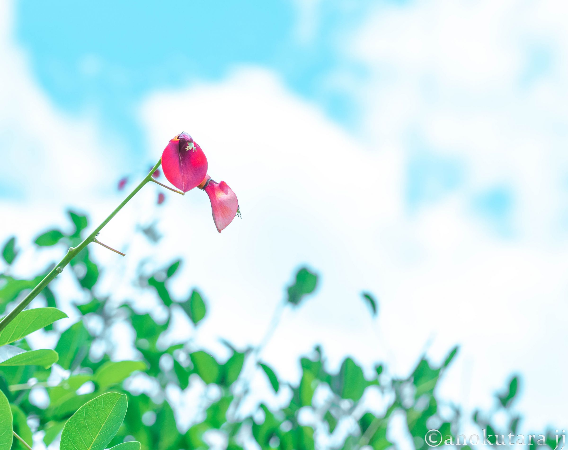 なんかの控えめな花 | GANREF