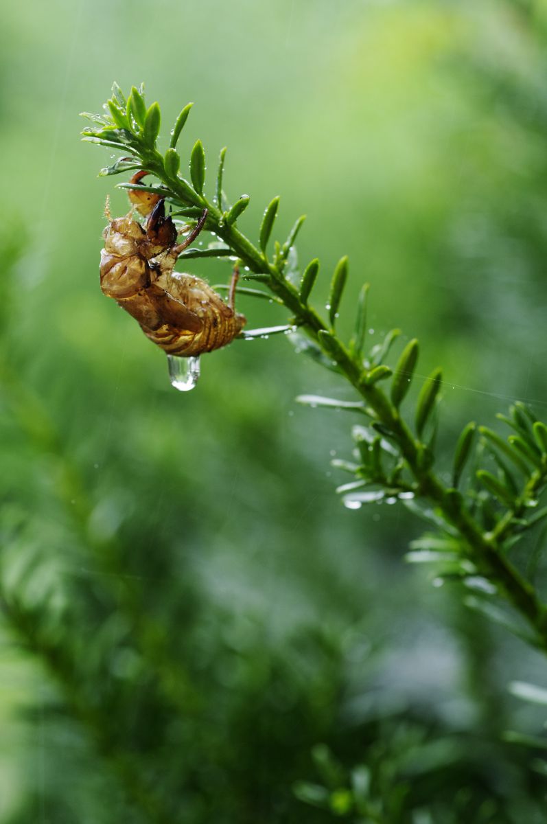 夏の雨 動物 虫 昆虫 Ganref 夏の雨 動物 虫 昆虫 Ganref