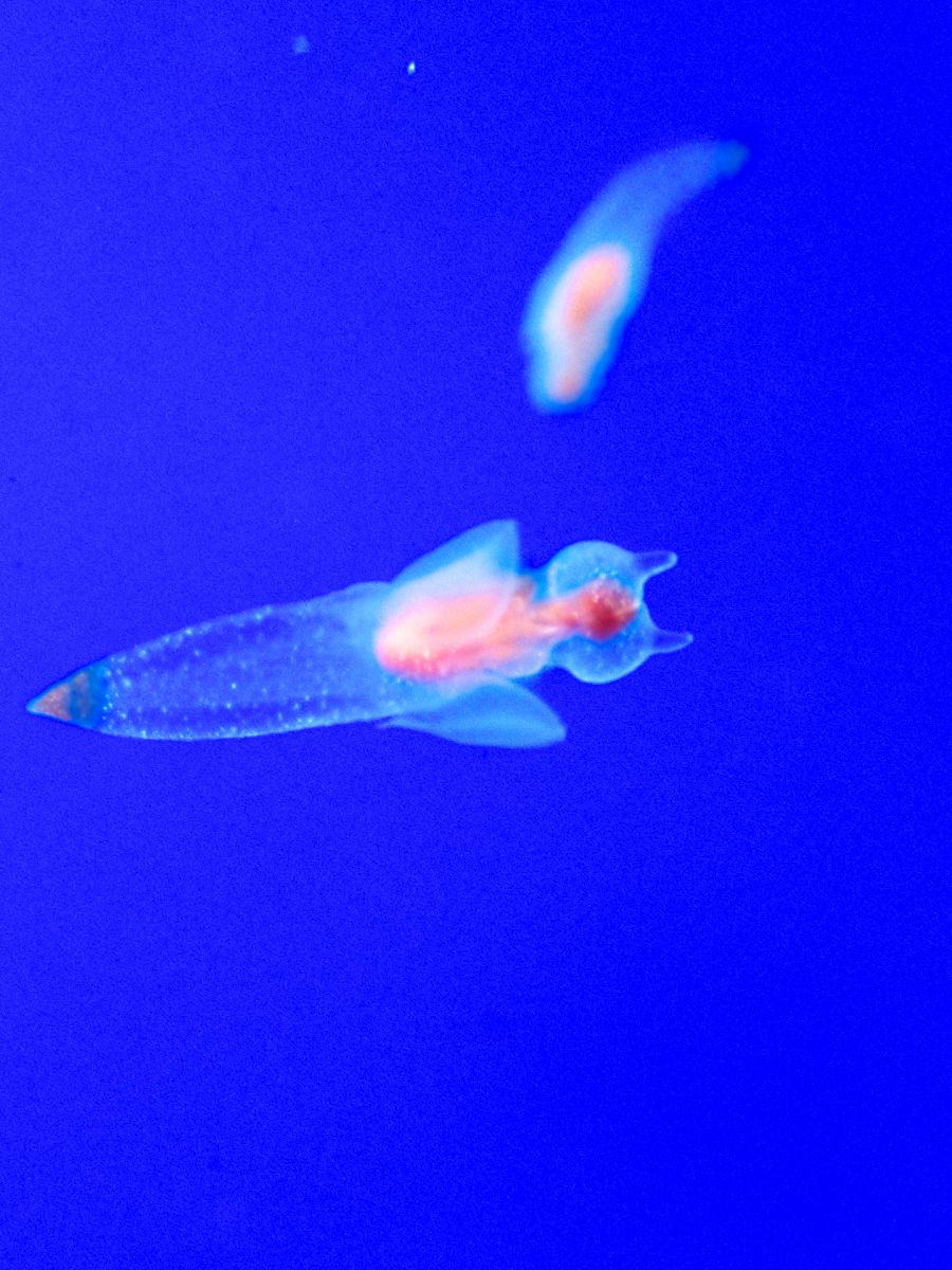 流氷の天使 動物 その他の海の生物 Ganref