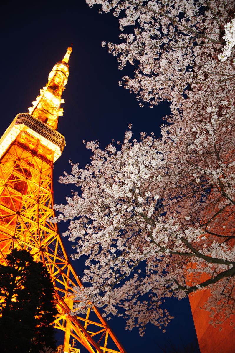 夜桜と東京タワー 植物 桜 Ganref