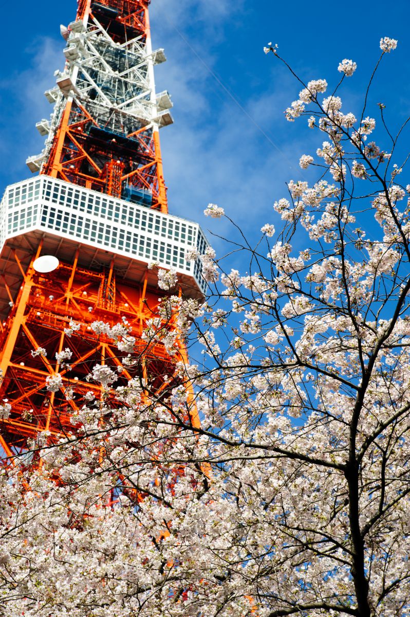 春の東京タワー 植物 桜 Ganref