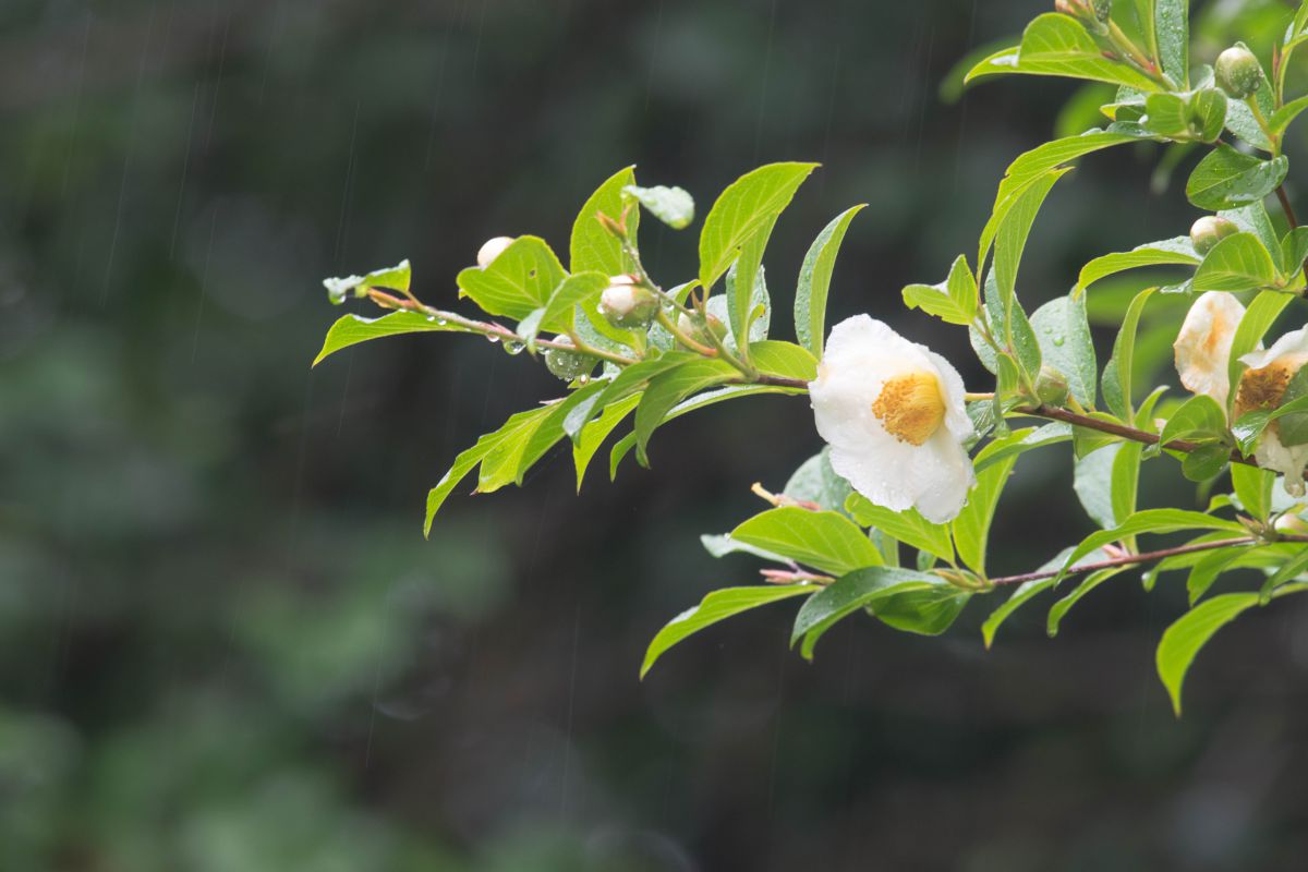 沙羅双樹 植物 花 花びら Ganref