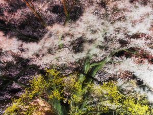 雪明かり 雪明かり | GANREF