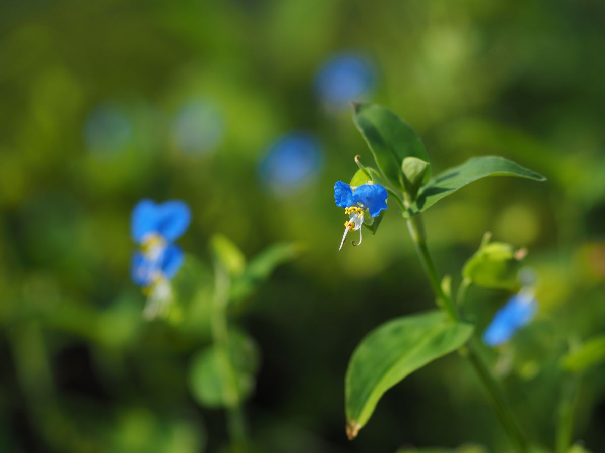 11 75mmf1 8 接写リングでツユクサを撮る Om 100mmf2との比較付き Ganref 11 75mmf1 8 接写リングでツユクサを撮る Om 100mmf2との比較付き Ganref