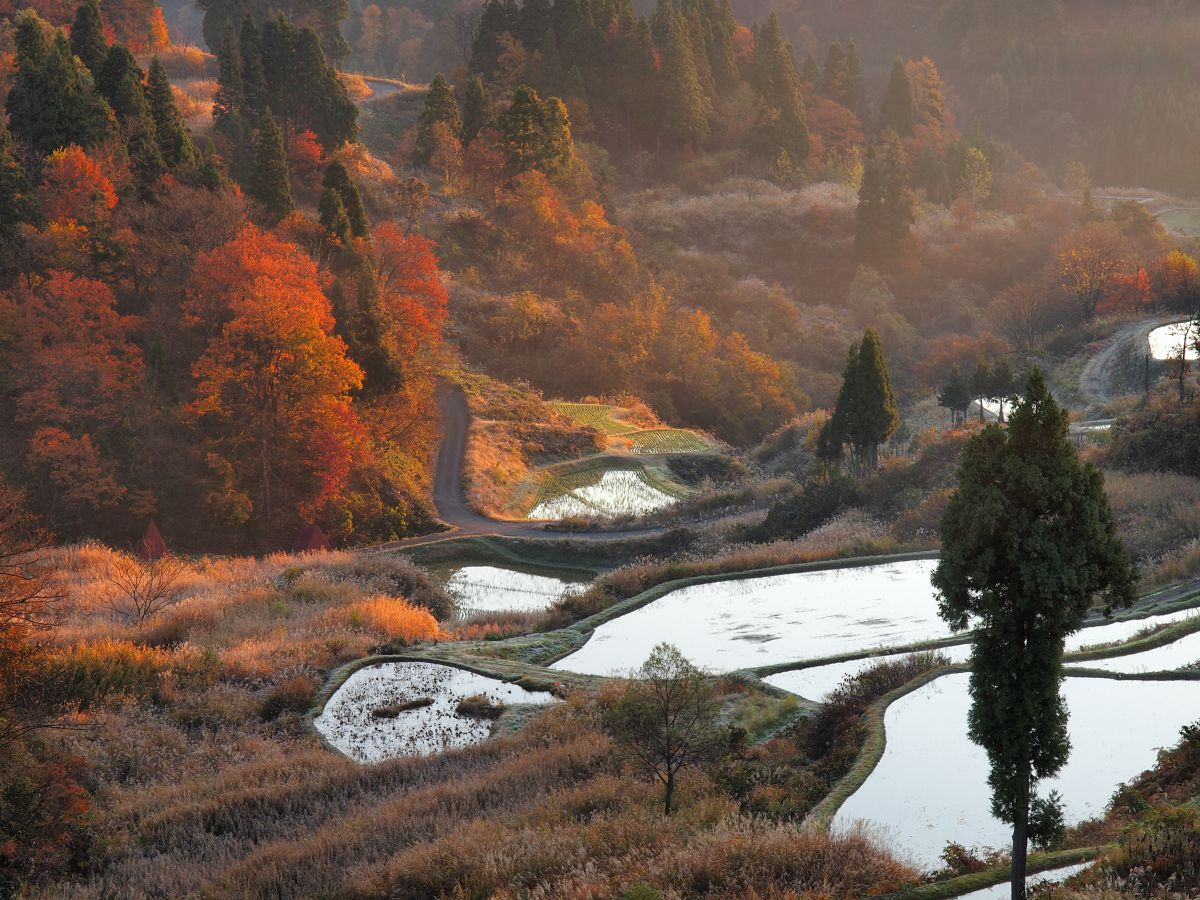 棚田の秋 自然 風景 大地 Ganref