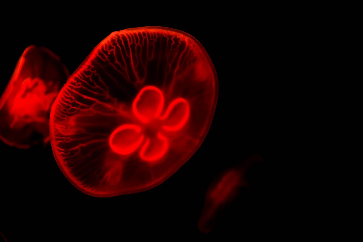 赤い月 動物 その他の海の生物 Ganref 赤い月 動物 その他の海の生物 Ganref