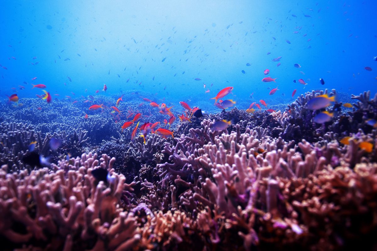 エダサンゴ上の小集団 動物 魚類 Ganref