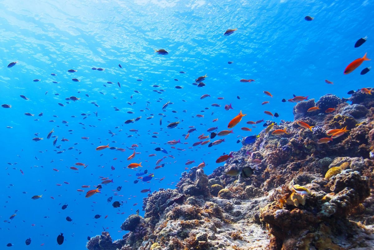 小さい群れ 動物 魚類 Ganref