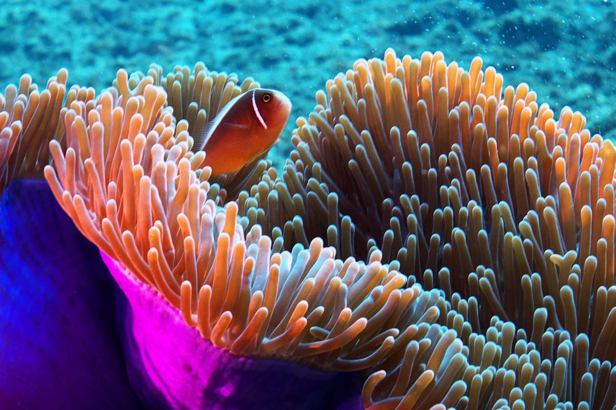 光るイソギンチャク 動物 魚類 Ganref