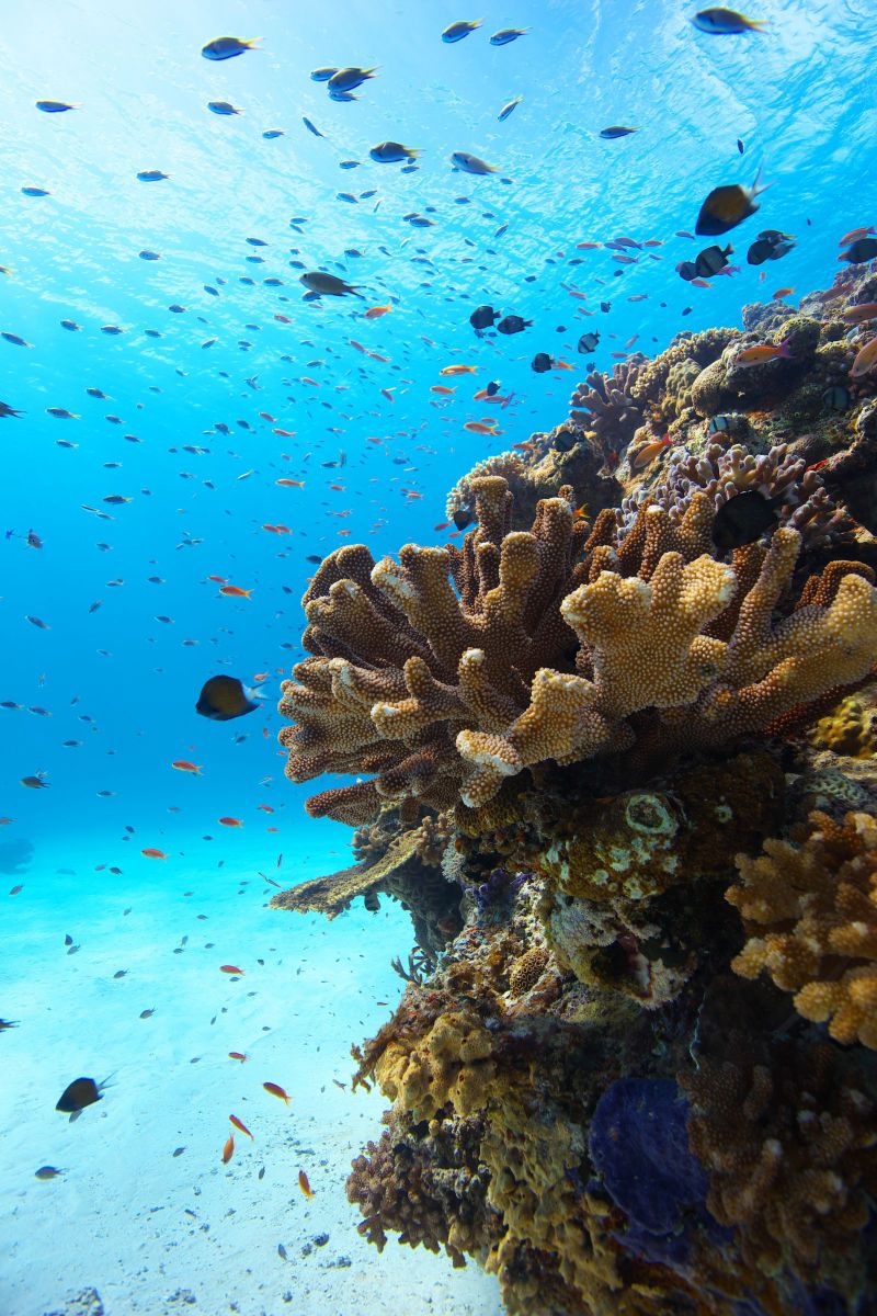 白砂に舞う 動物 魚類 Ganref