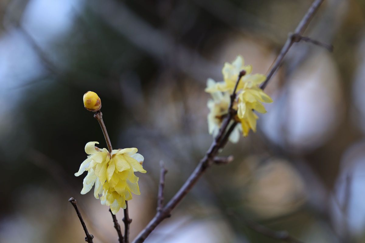 重なり合って GANREF