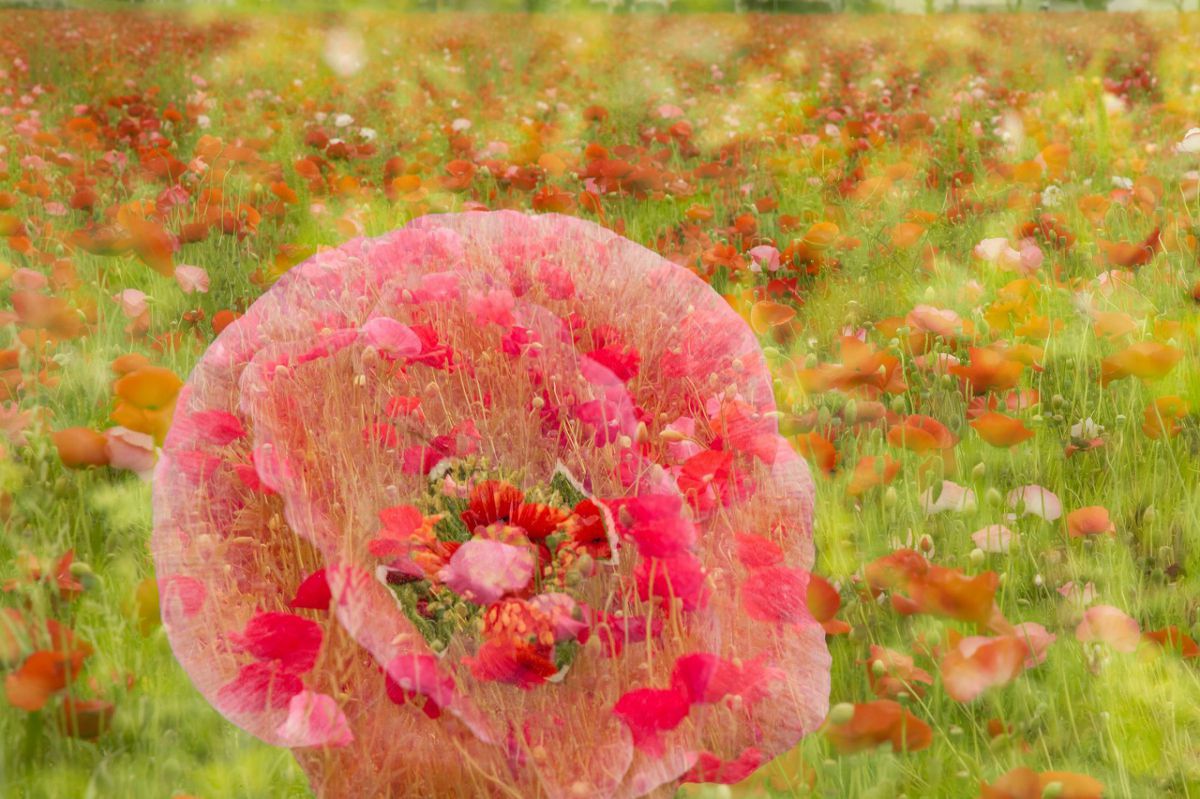 写真検索結果 | 写真検索 | GANREF