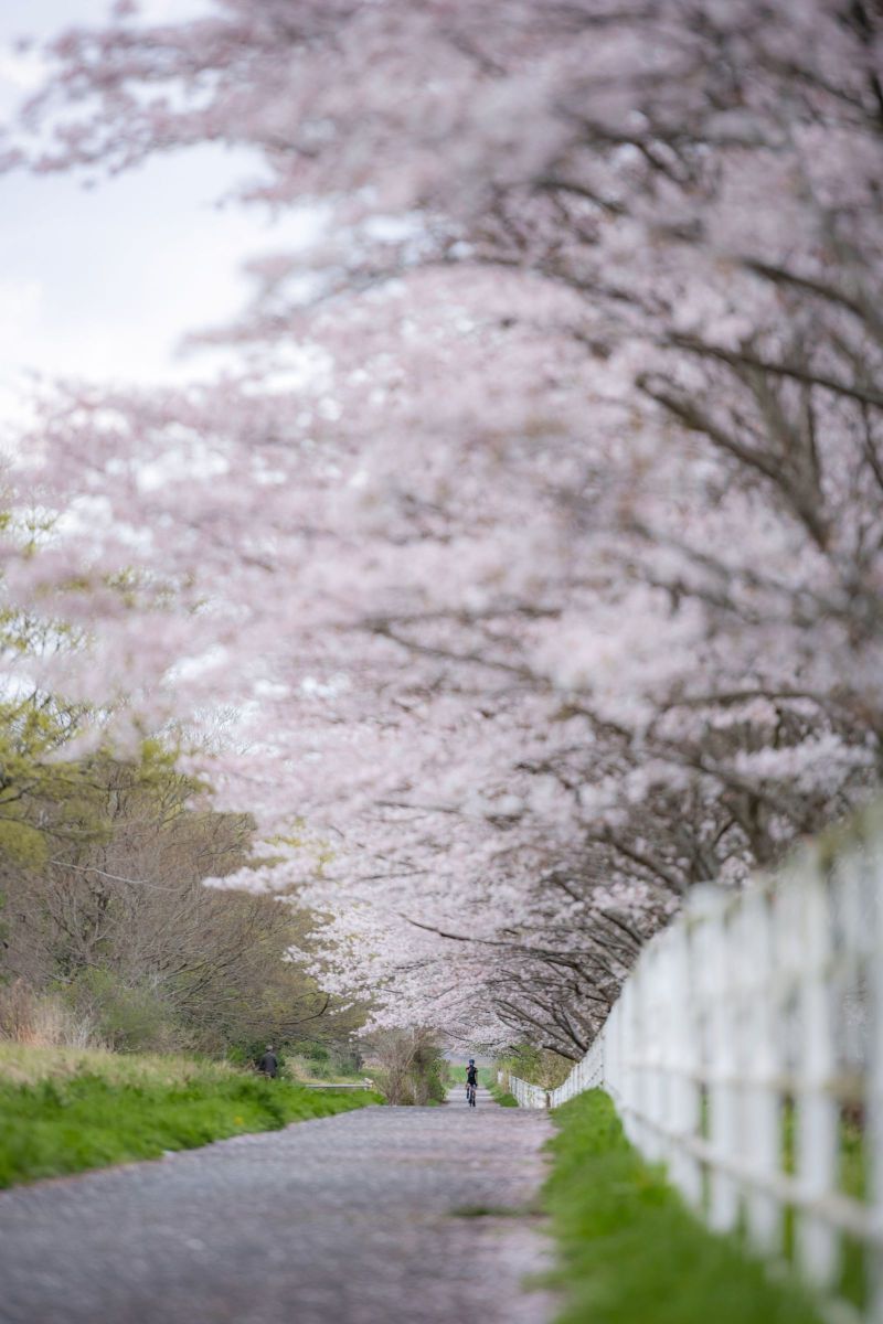 僕の進む道 GANREF