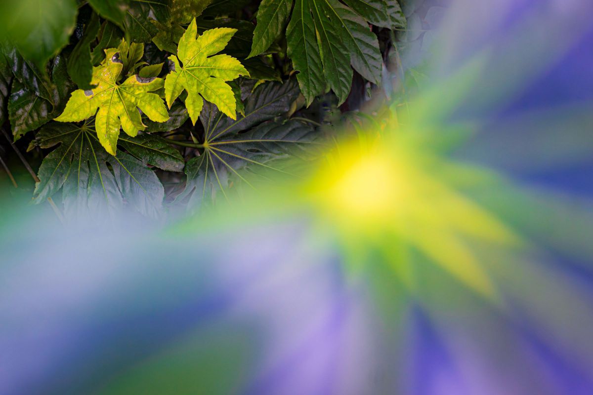 NIKKOR Z 28mm f/2.8で撮影された写真 | 写真検索 | GANREF