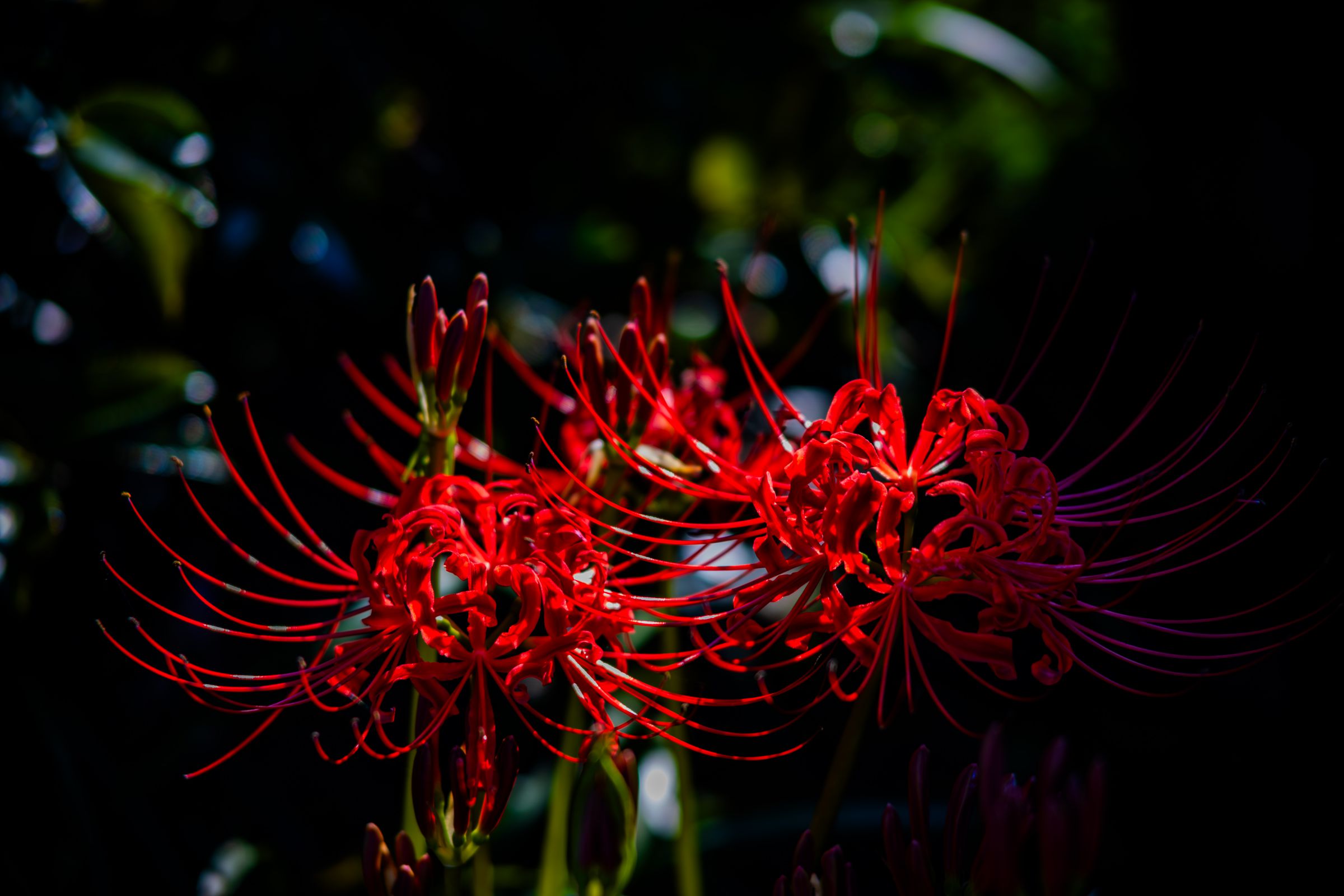 沙華 曼珠沙華 | GANREF