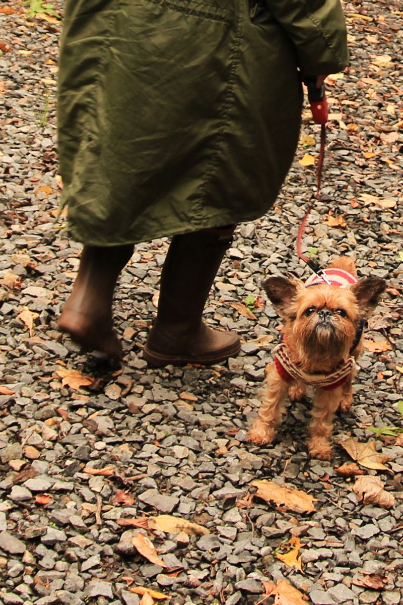 歯みがけよ 動物 犬 Ganref